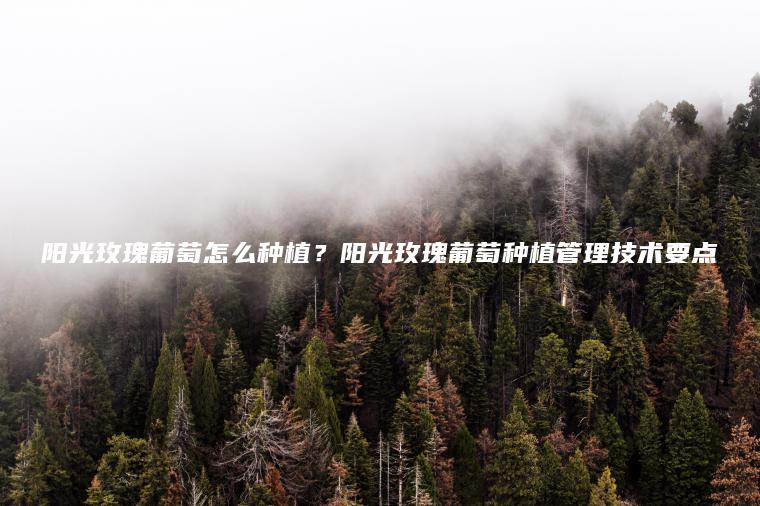 陽(yáng)光玫瑰葡萄怎么種植？陽(yáng)光玫瑰葡萄種植管理技術(shù)要點(diǎn)
