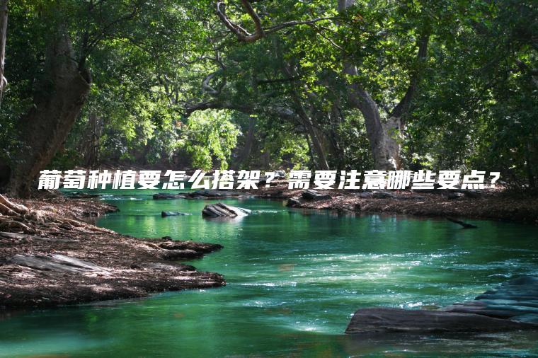 葡萄種植要怎么搭架？需要注意哪些要點(diǎn)？