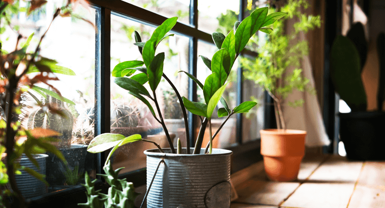 建筑貼膜窗膜會殺死室內(nèi)房屋里的花草植物嗎？